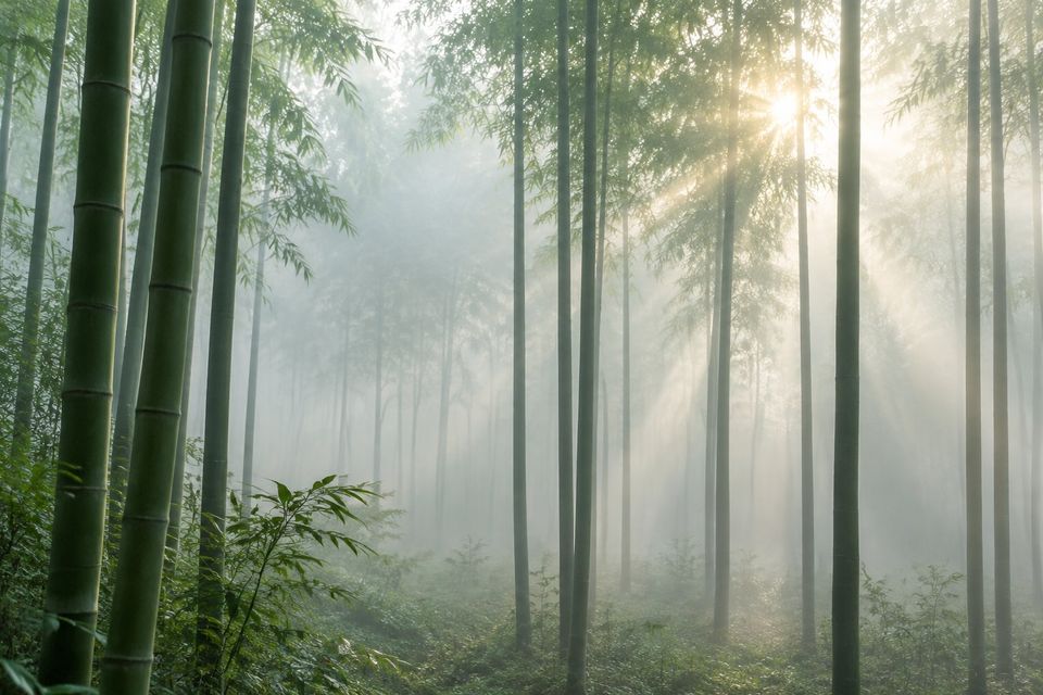 Misty bamboo forest with sun rays