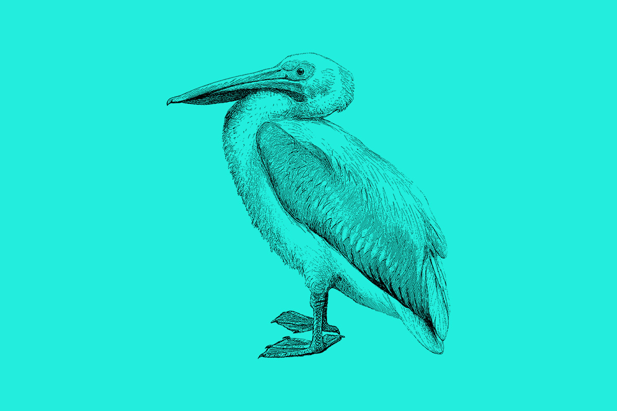 Field Guide: engraved nautical study